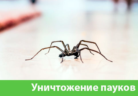 Избавиться от пауков в городе Кемерово