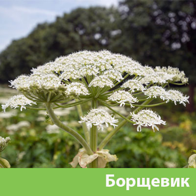 Уничтожение сорняка в Кемерово