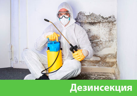 Дезинсекция в городе Кемерово