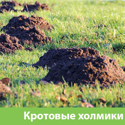 Кроты на участке в Кемерово