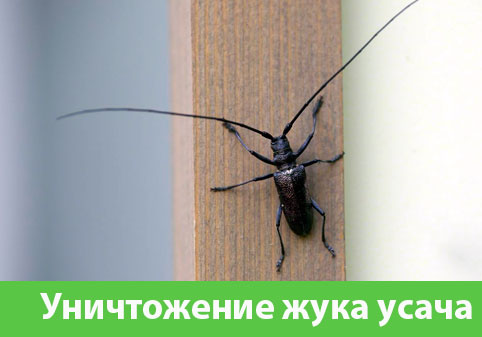 Обработка от жука усача в городе Кемерово