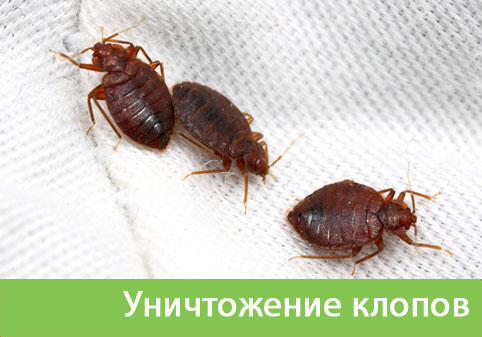 Уничтожение клопов в городе Кемерово