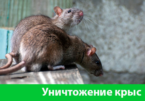 Уничтожение крыс в городе Кемерово