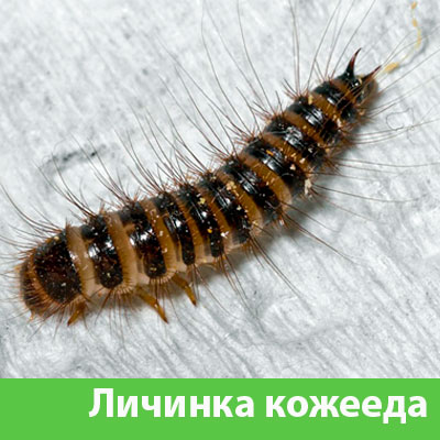 Личинка Кожееда в Кемерово