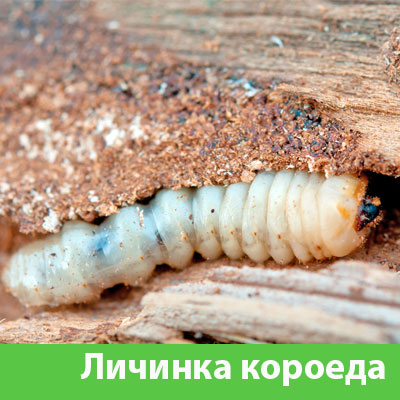 Уничтожение личинок короеда в Кемерово