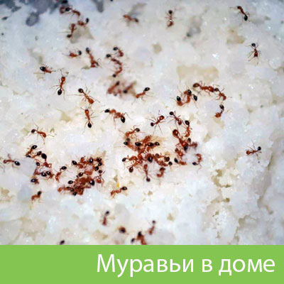Муравьи в доме в Кемерово