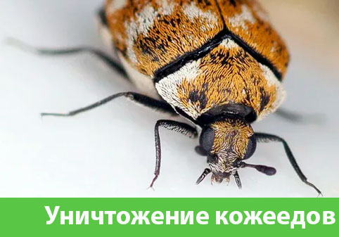 Обработка от кожееда в городе Кемерово 