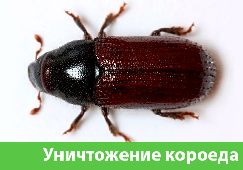 Обработка от короеда в городе Кемерово