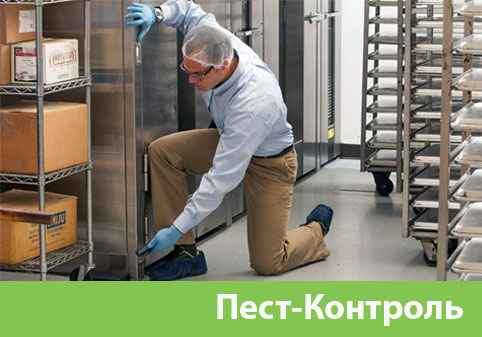 Пэст-Контроль в городе Кемерово