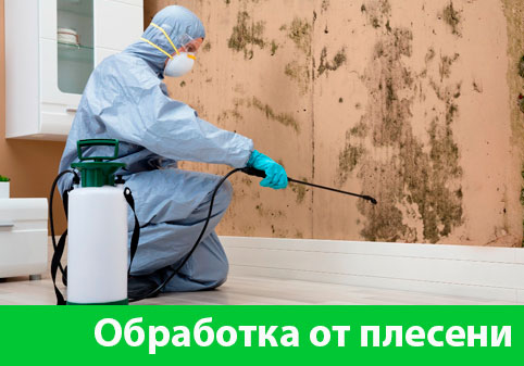 Обработка от плесени в городе Кемерово