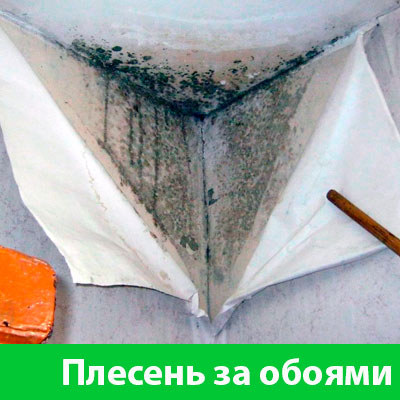 Удаление плесени в Кемерово