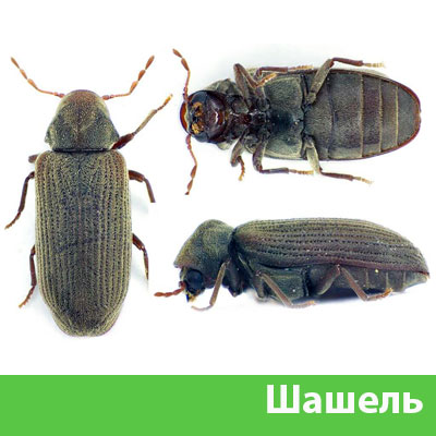 Обработка от шашеля в городе Кемерово