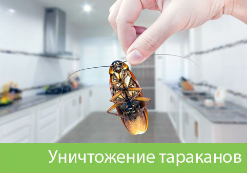 Уничтожение тараканов в городе Кемерово