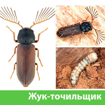 Уничтожение точильщика и личинок в Кемерово