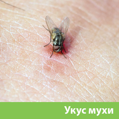 Уничтожение мух в Кемерово