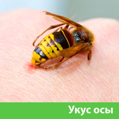 Профессиональное уничтожение ос и шершней в Кемерово