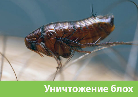 Уничтожение блох в городе Кемерово