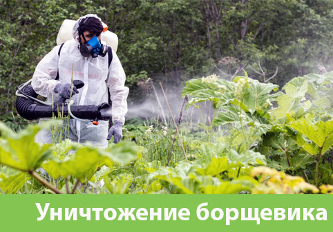 Уничтожение Борщевика в городе Кемерово