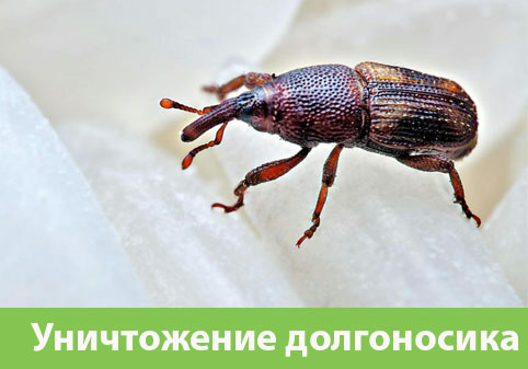 Уничтожение долгоносиков в городе Кемерово