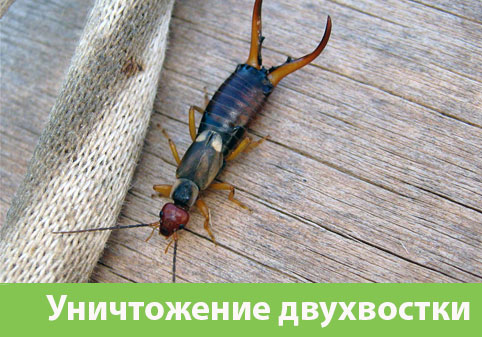 Уничтожение двухвостки в городе Кемерово