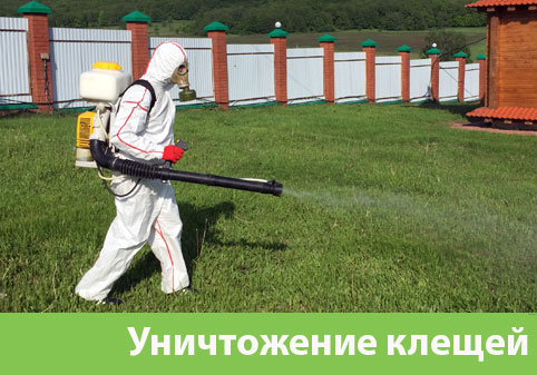 Уничтожение клещей в городе Кемерово