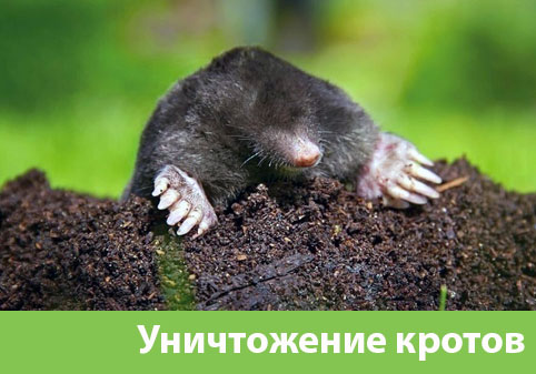 Уничтожение кротов в городе Кемерово