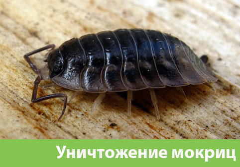 Мокрицы в квартире в городе Кемерово