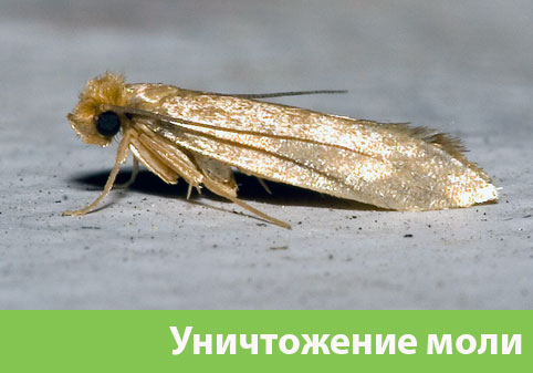 Уничтожение моли в городе Кемерово 