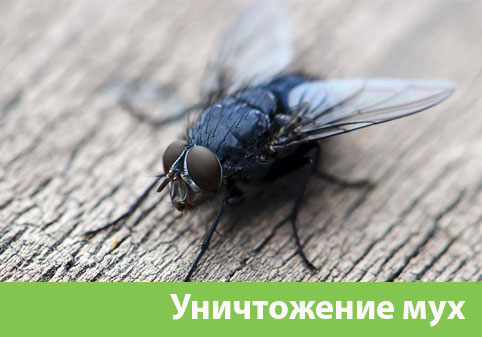 Уничтожение мух в городе Кемерово