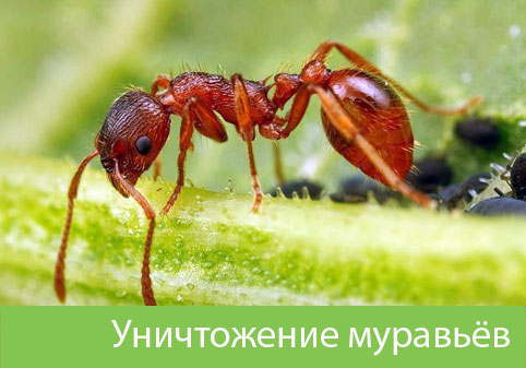 Уничтожение муравьёв в городе Кемерово