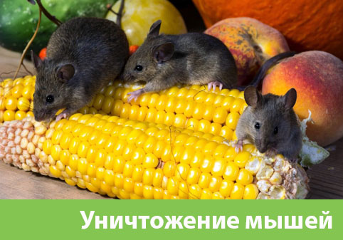 Уничтожение мышей в Кемерово