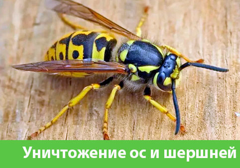 Уничтожение ос и шершней в городе Кемерово